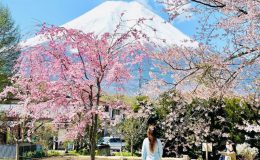 Hoa anh đào Nhật Bản nở từ cuối tháng 3