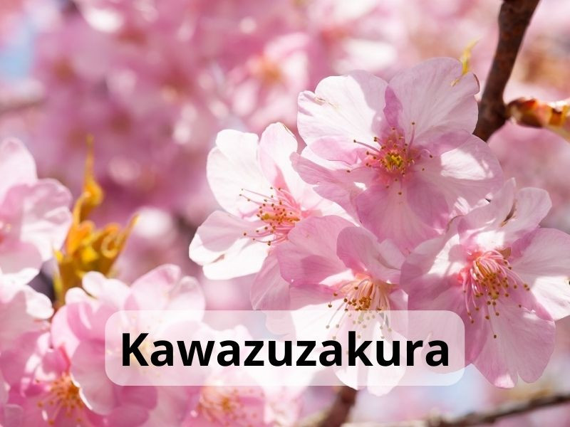 Kawazuzakura