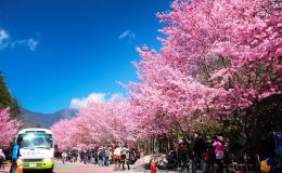 Mùa xuân ở Đài Loan với mùa hoa anh đào nở rộ