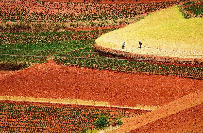 Vẻ đẹp siêu thực của cánh đồng đỏ Dongchuan